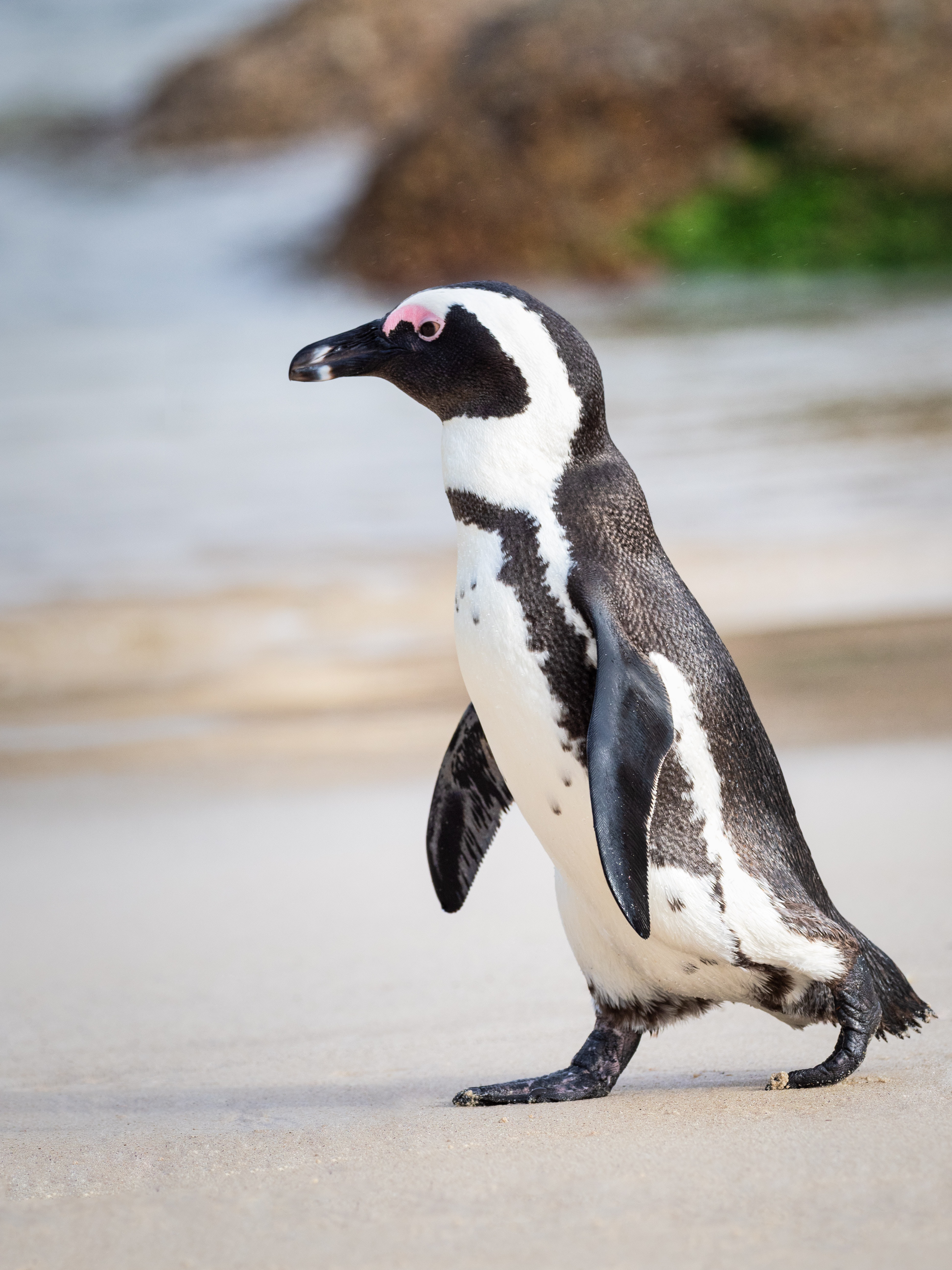 African penguin walking